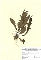 藏品(刀傷草)的圖片